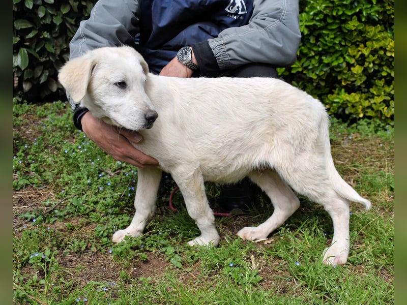 Hectorin - So kleine Herzen...