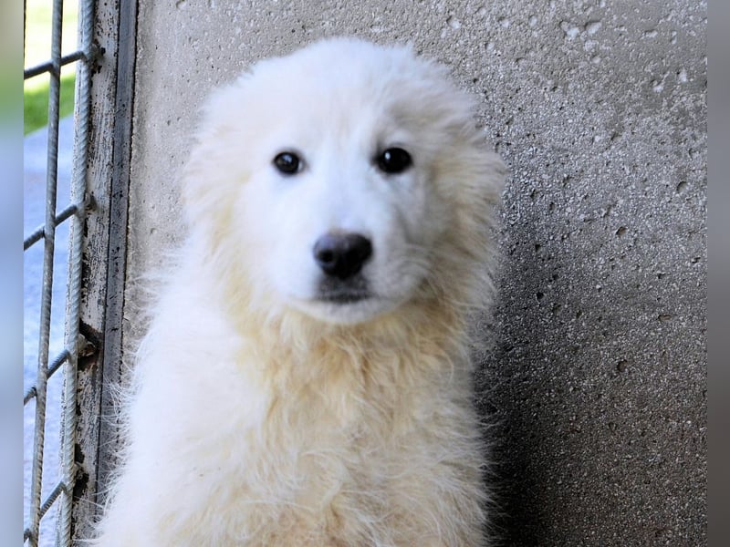 Cairox - SOS - Weiß jemand, was aufpassen eigentlich heißt?