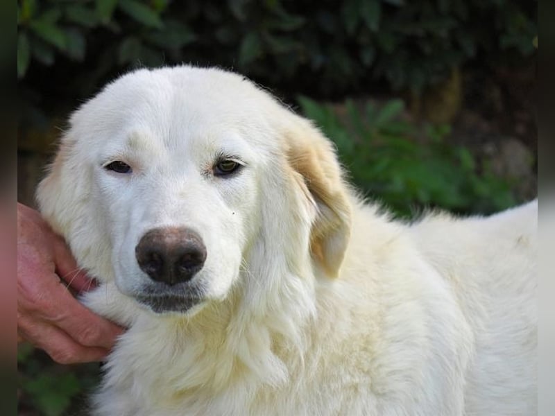 Kandie - Allein im Grau