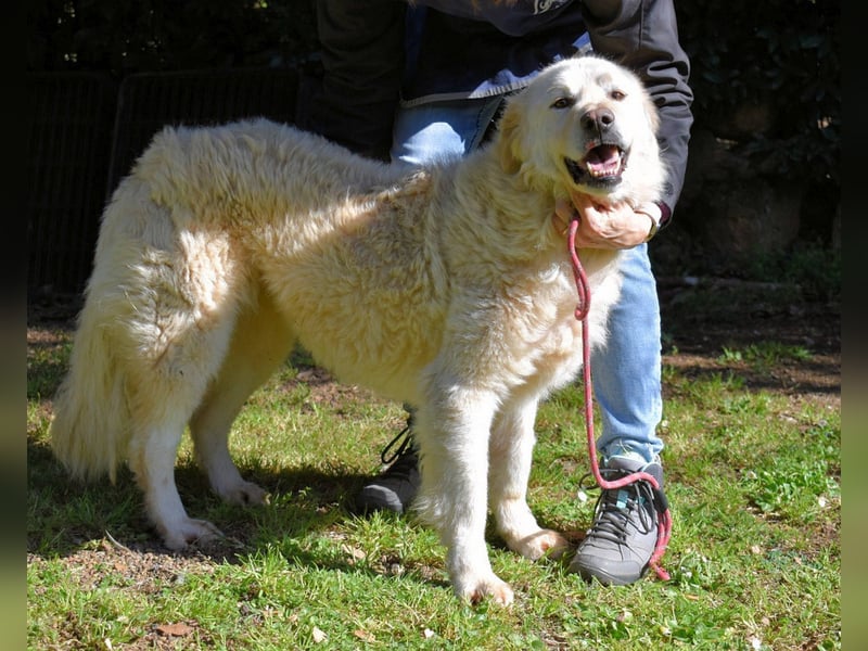 Fyona - Hell wie das Licht