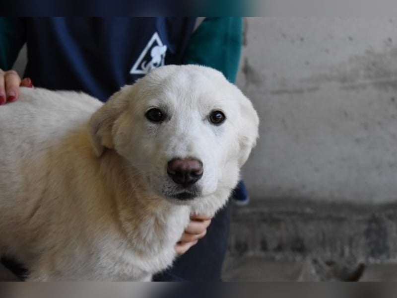 Rionel - Für diese traurige Geschicht...