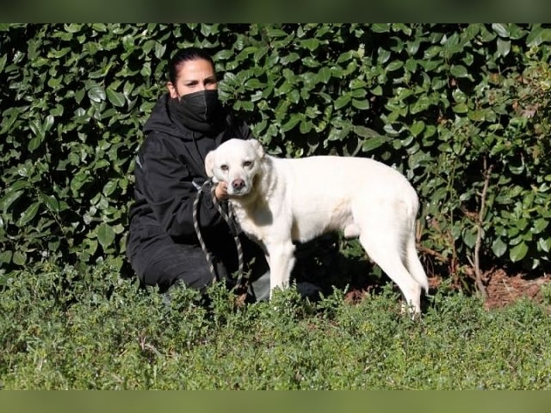 Talete - das Stehaufmännchen