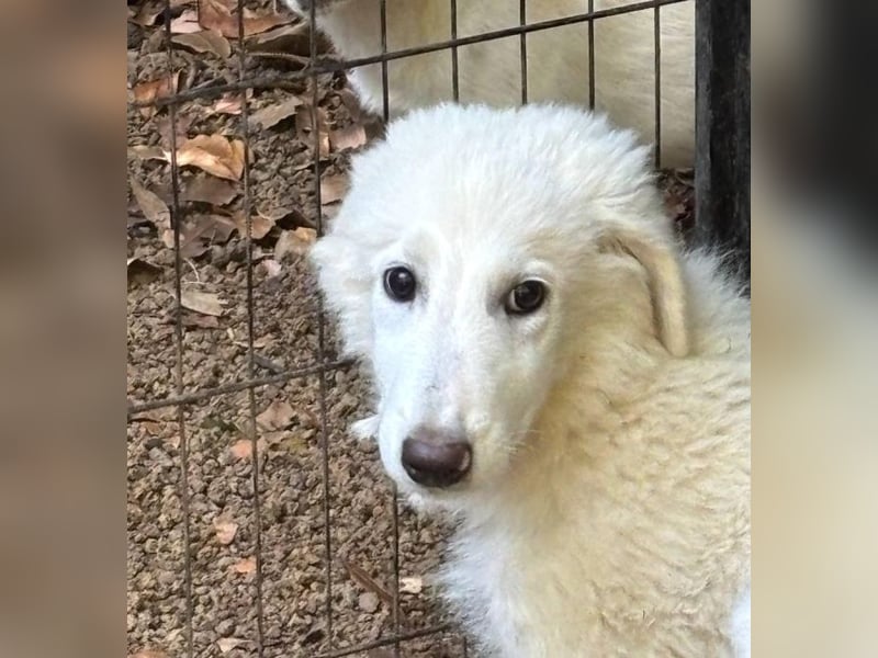 Caldendula - Was noch nicht ist, kann immer noch werden!