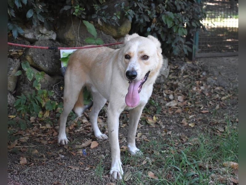 Admeto - Nur ein Wunsch: endlich nach Hause!