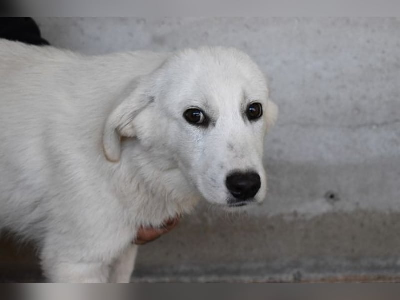 Ryther - Für diese traurige Geschicht...
