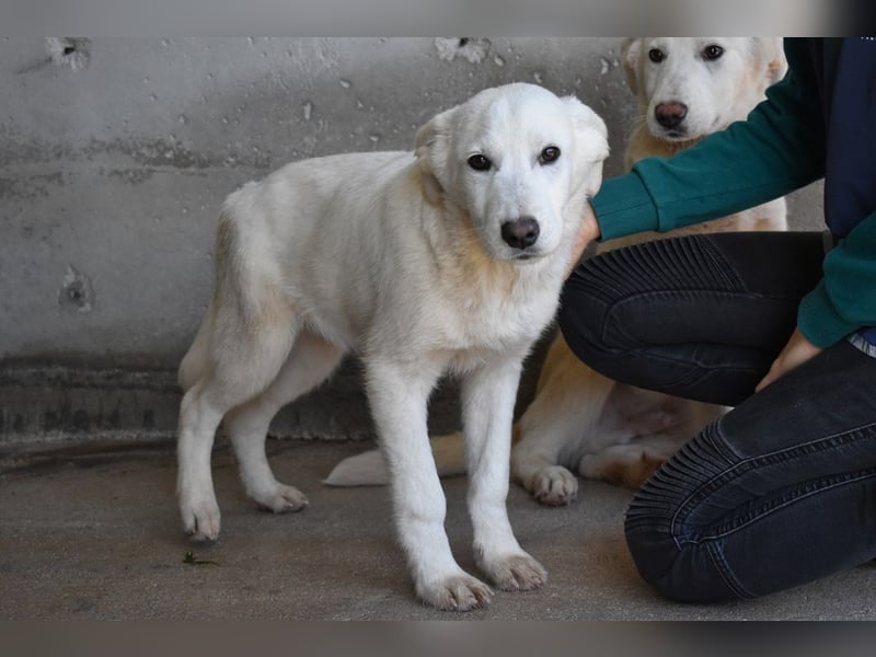 Roderico - Für diese traurige Geschicht...