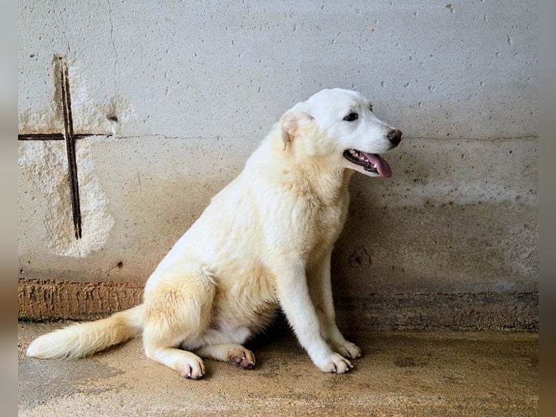 Roderico - Für diese traurige Geschicht...