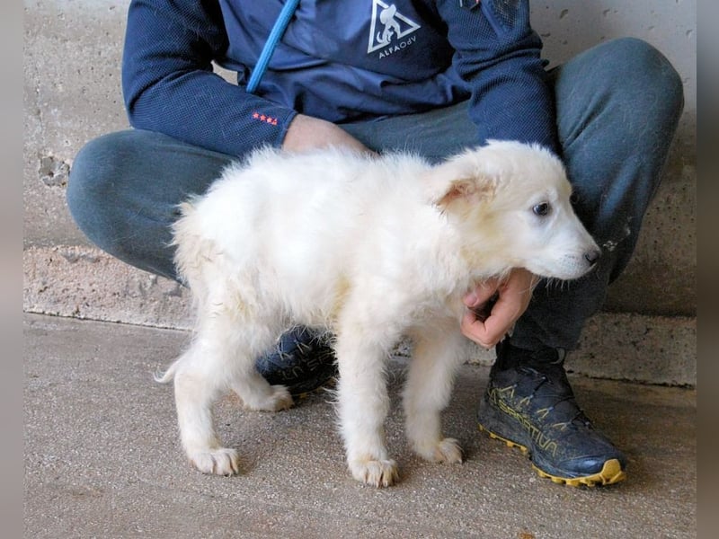 Calira - SOS - Weiß jemand, was aufpassen eigentlich heißt?