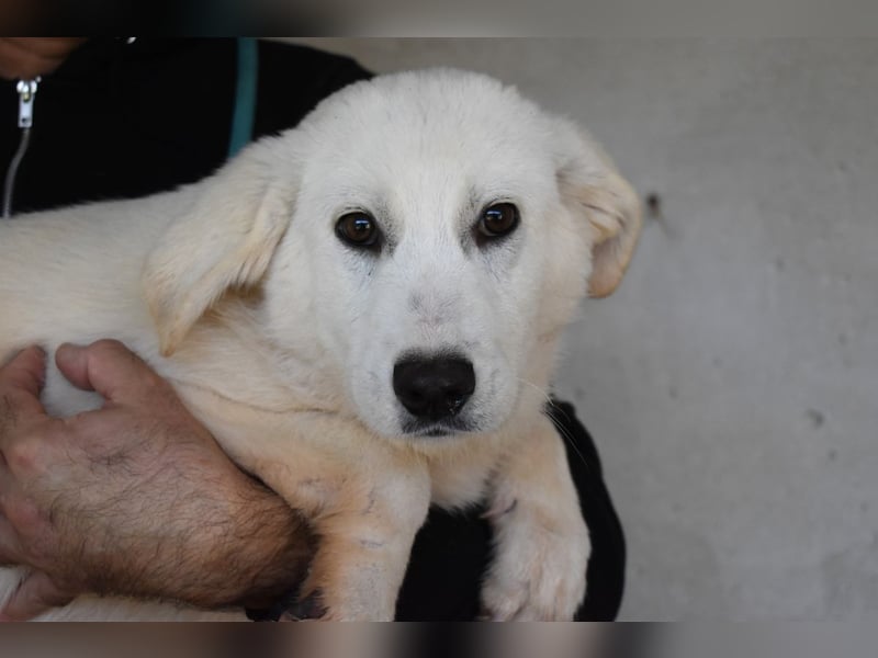 Ryther - Für diese traurige Geschicht...