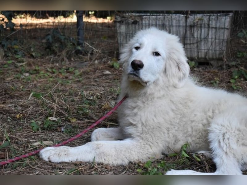 Leofric - Kleiner Löwe hat Großes vor