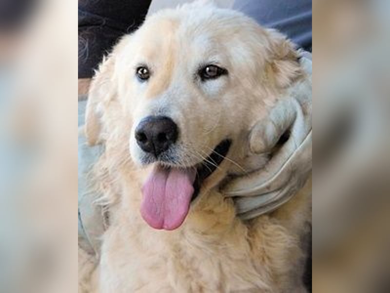 Imeria - Vielleicht bin ich dein leises Ja?