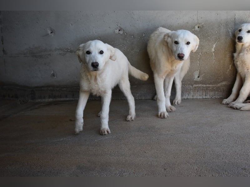 Roderico - Für diese traurige Geschicht...