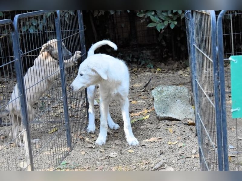 Calendula - Was noch nicht ist, kann immer noch werden!