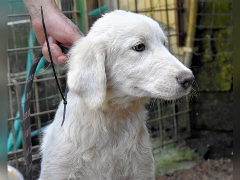 Rafael - Weiß, klug und wunderschön