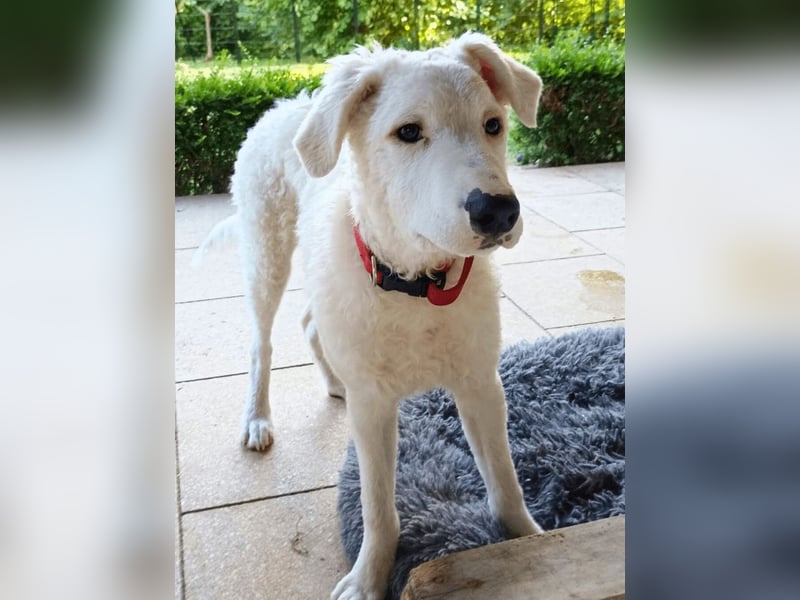 Bullo - Jede Menge tolle Dinge....