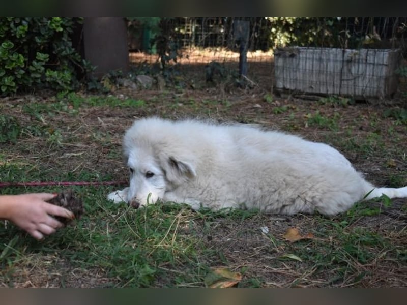 Leofric - Kleiner Löwe hat Großes vor