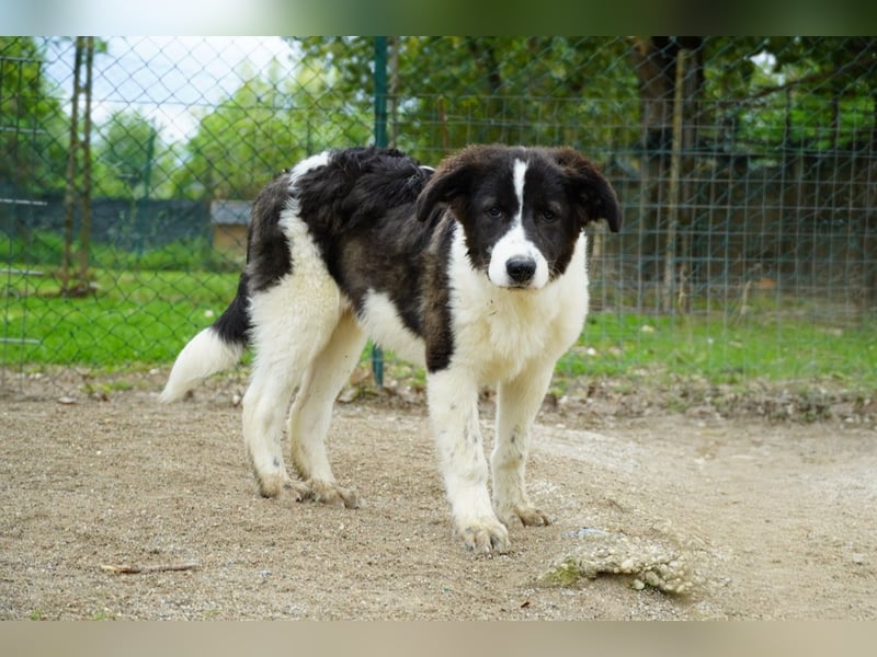 Uriel -  Zeigst du mir den Weg?