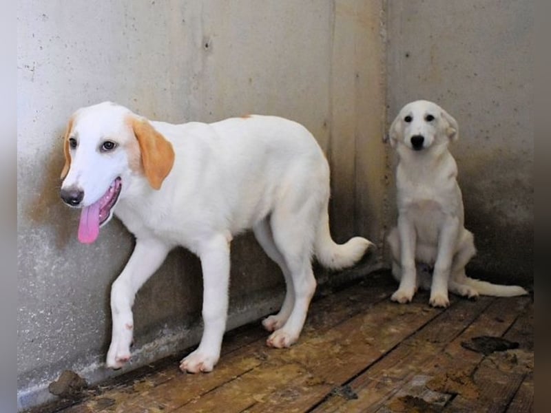 Briselda - Von Sinnen