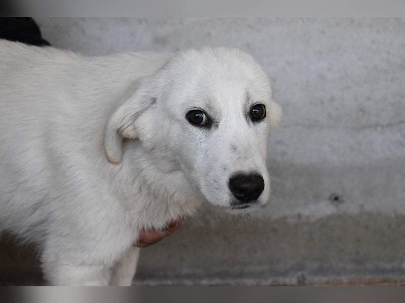 Ryther - Für diese traurige Geschicht...