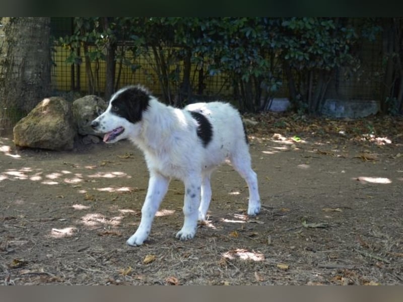 Lambertino - Pünktchen möchte nach Hause