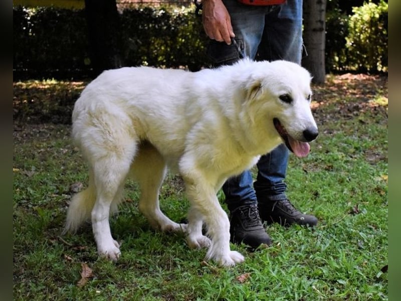Ariotte - Weiße Schönheit liebt Menschen und sucht Dich!