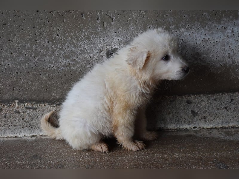 Calira - SOS - Weiß jemand, was aufpassen eigentlich heißt?