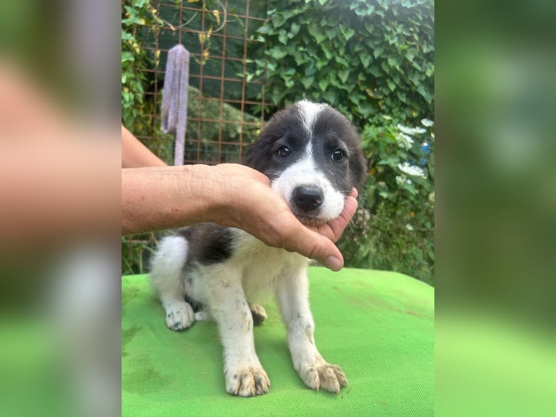 Uriel -  Zeigst du mir den Weg?