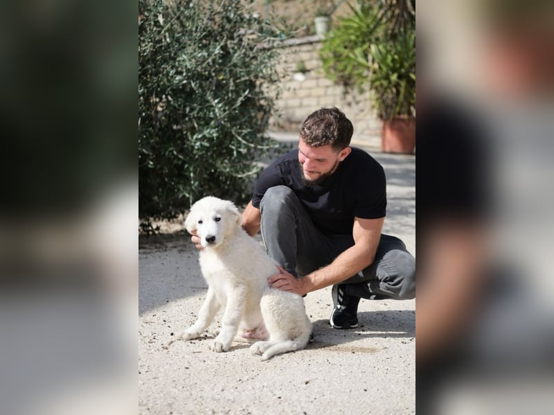 Fiete - der vergessene Hundejunge