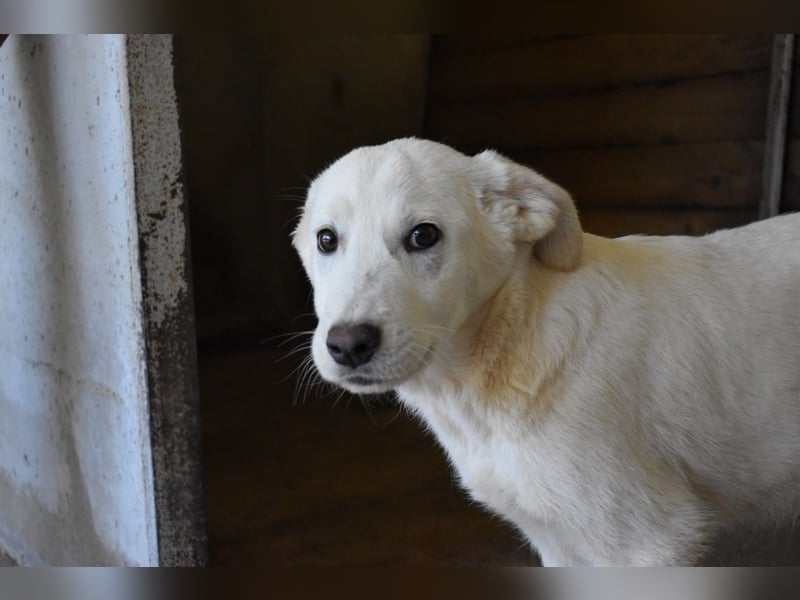 Roderico - Für diese traurige Geschicht...