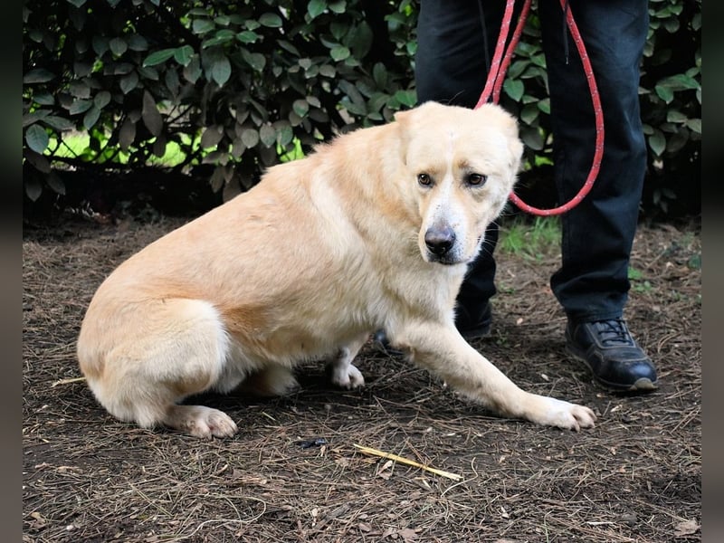 Admeto - Nur ein Wunsch: endlich nach Hause!