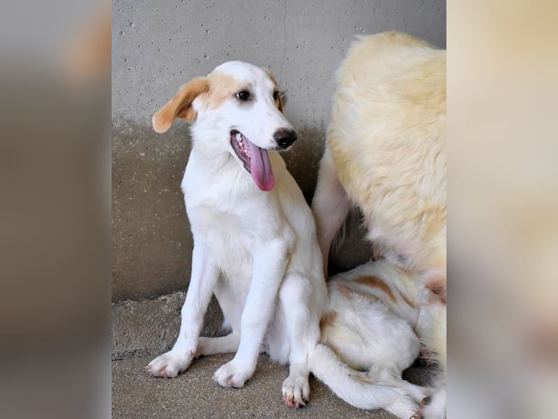 Briselda - Von Sinnen