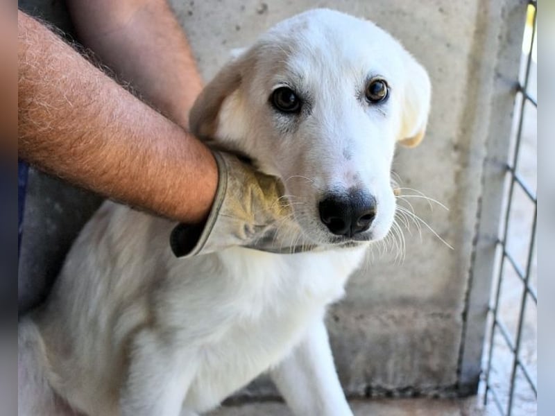 Barry - Vertrauen will gelernt sein.....