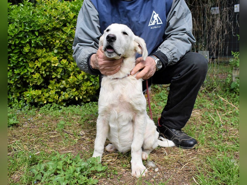 Hectorin - So kleine Herzen...