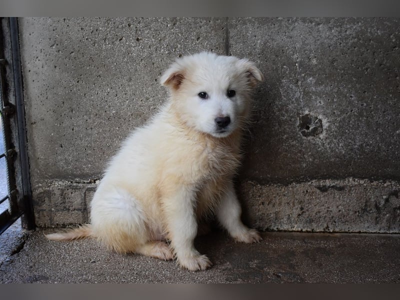 Cairox - SOS - Weiß jemand, was aufpassen eigentlich heißt?