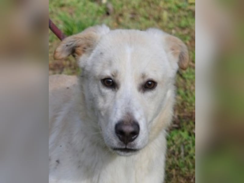 Admeto - Nur ein Wunsch: endlich nach Hause!