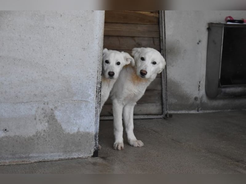 Rionel - Für diese traurige Geschicht...