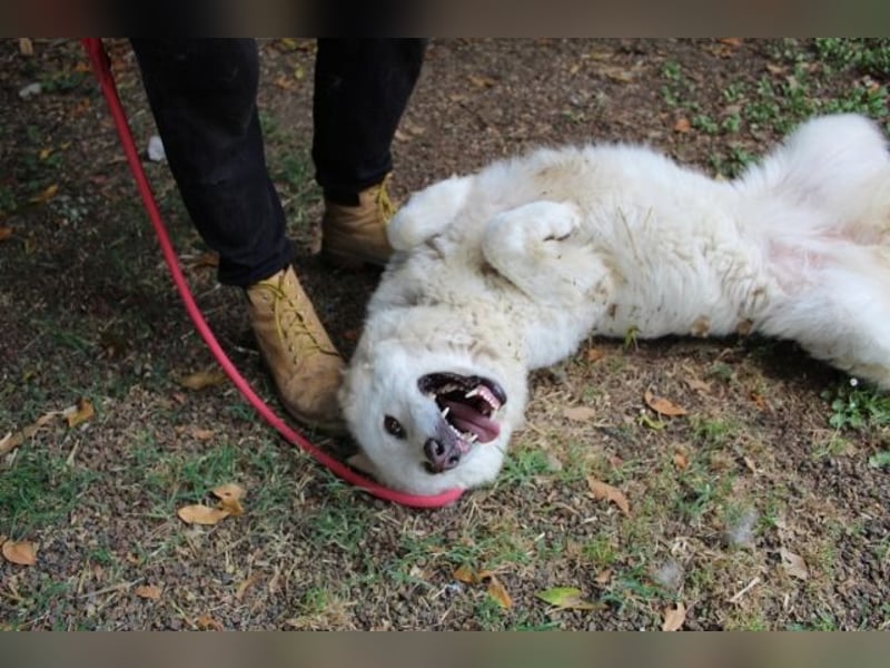 Fyona - Hell wie das Licht