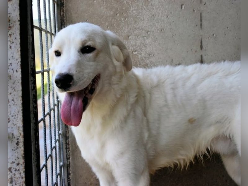 Habriel - weiß, es wird einmal ein Wunder gescheh'n