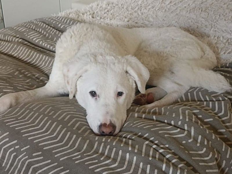 Boss - So viel Abenteuerliches...