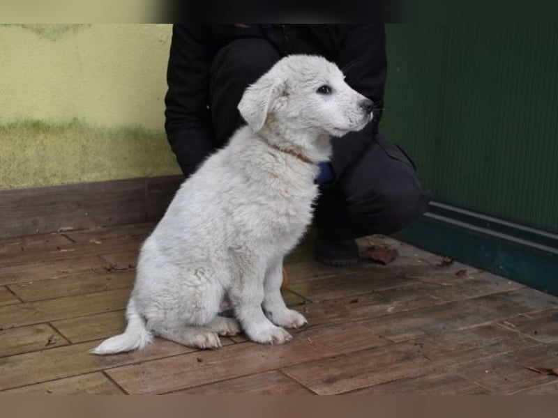 Harlan - So kleine Herzen...