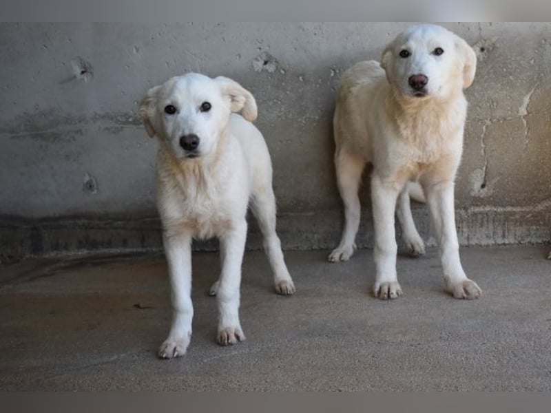 Roderico - Für diese traurige Geschicht...