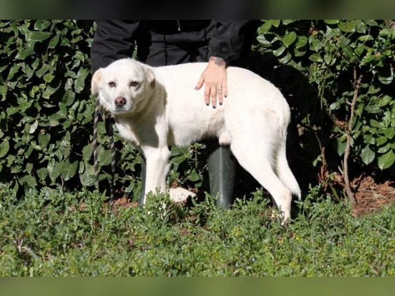 Talete - das Stehaufmännchen