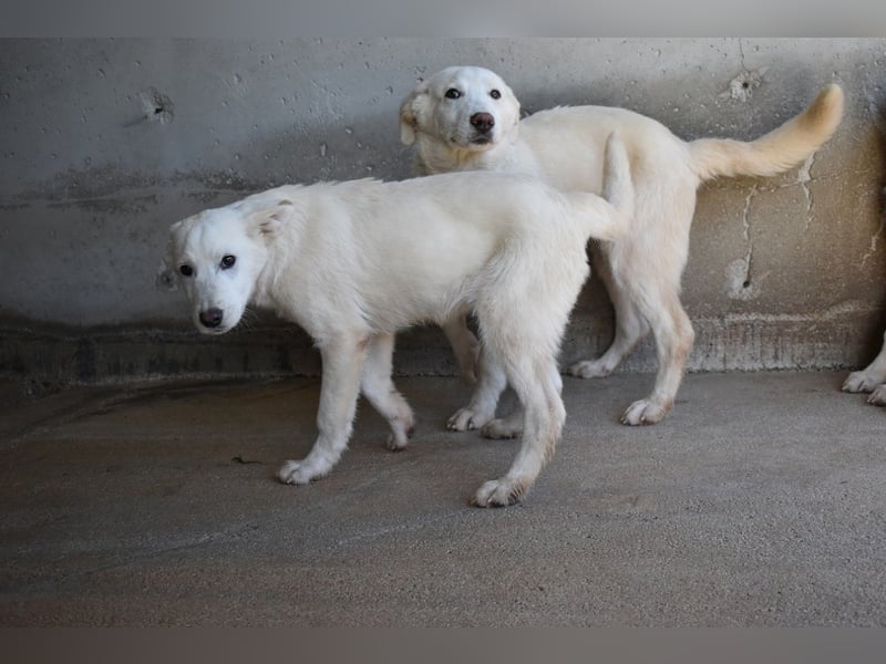 Roderico - Für diese traurige Geschicht...