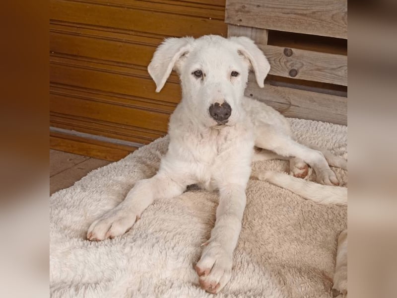 Boss - So viel Abenteuerliches...