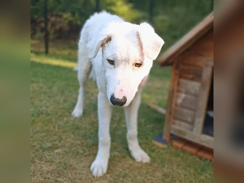 Bullo - Jede Menge tolle Dinge....