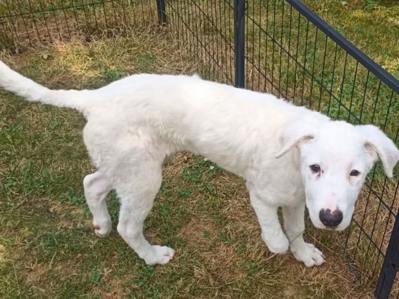 Boss - So viel Abenteuerliches...