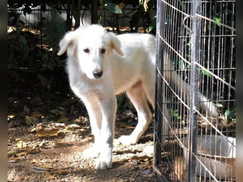 Cedro - Verständnis, Liebe & Geduld!