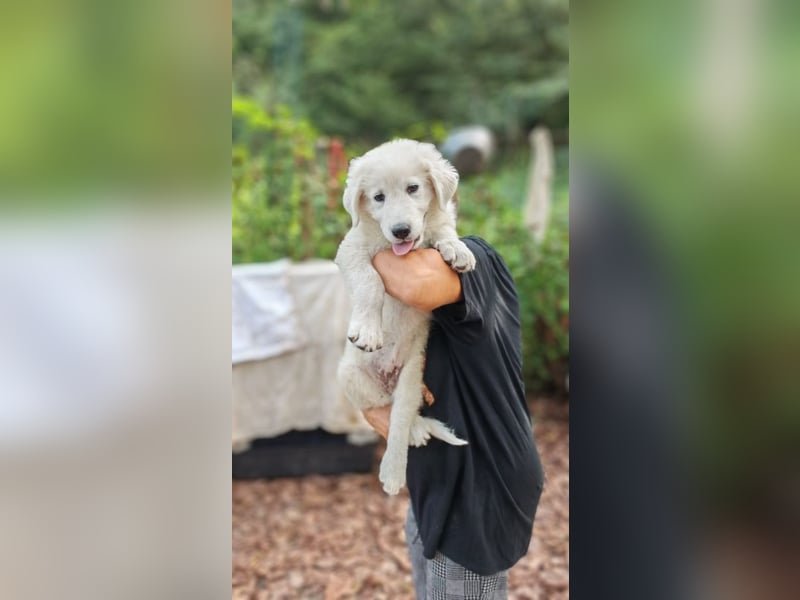 Fiete - der vergessene Hundejunge