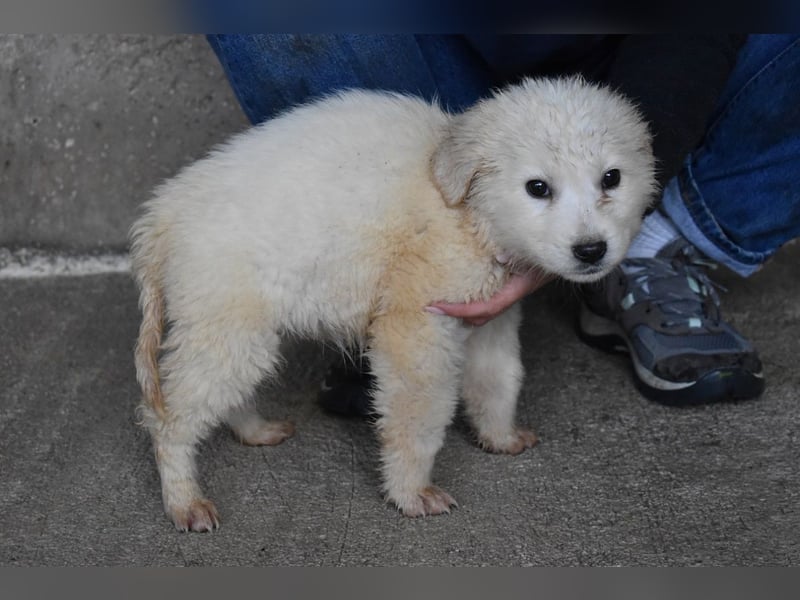 Cilwen - SOS - Weiß jemand, was aufpassen eigentlich heißt ?