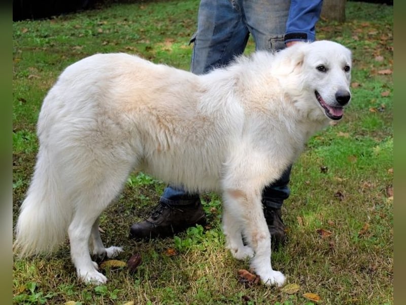 Ariotte - Weiße Schönheit liebt Menschen und sucht Dich!